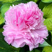 Пион 'Пинк Джайент' / Paeonia 'Pink Giant'