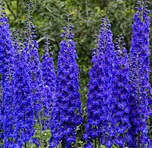 Дельфиниум 'Фауст' / Delphinium 'Faust'