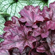 Гейхера 'Плам Ройял' / Heuchera 'Plum Royale'