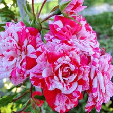 Роза Барни 'Диспетто' / Rose 'Dispetto', Barni