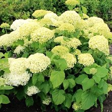 Гортензия древовидная  'Баунти' / Hydrangea  arb. 'Bounty'