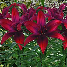Лилия 'Каволи' / Lilium 'Cavoli'