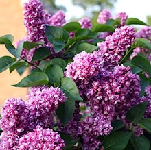 Сирень обыкновенная 'Павлинка' / Syringa vulgaris 'Pavlinka'