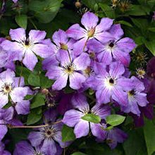 Клематис 'Клаудберст ' / Clematis 'Cloudburst'