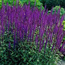 Шалфей 'Карадонна'/ Salvia 'Caradonna'