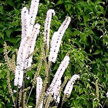 Клопогон 'Уайт Перл' /  Cimicifuga simplex 'White Pearl'
