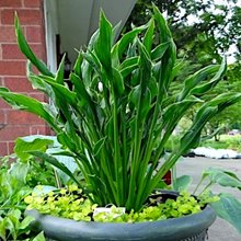 Хоста  'Прэйинг Хэндс' /    Hosta  hybride  'Praying Hands'