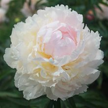 Пион 'Бразэ Чак' / Paeonia lactiflora 'Brother Chuck'