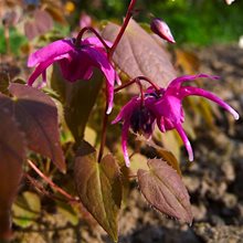 Горянка крупноцветковая  'Рэд Бьюти' / Epimedium grandiflorum 'Red Beauty'