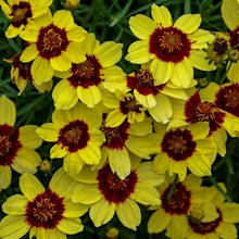 Кореопсис мутовчатый 'Сасси Сафрон' / Coreopsis verticillata 'Sassy Saffron'