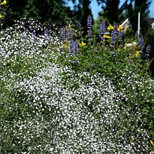 Гипсофила 'Фэйри Перфект/Перфекта' / Gypsophila 'Fairy Perfect/Perfecta'