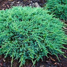 Можжевельник 'Блу Карпет' / Juniperus 'Blue Carpet'