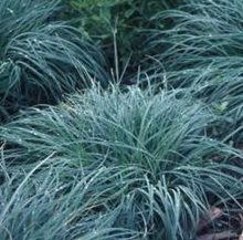 Осока 'Блю Зингер' / Carex 'Blue Zinger'