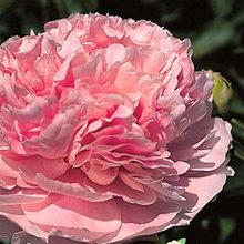 Пион 'Пинк Парфэ' / Paeonia 'Pink Parfait'