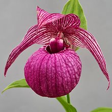 Башмачок 'Мопс' / Cypripedium 'Mops'