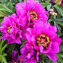 Пион Ито-гибрид 'Монинг Лилак' /  Paeonia Itoh 'Morning Lilac'