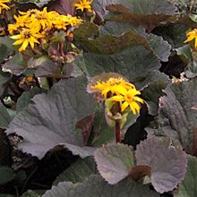 Бузульник  'Твайлайт' / Ligularia dentate 'Twilight'