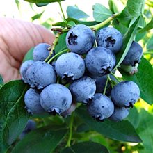 Голубика высокорослая 'Блуджэй' / Vaccinium corymbosum 'Bluejay'