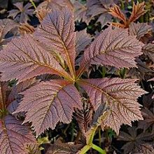 Роджерсия подофилловая 'Браунлауб' / Rodgersia 'Brownlaub'