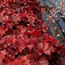 Гейхера 'Кэйджин Файер' / Heuchera 'Cajun Fire'