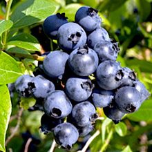 Голубика канадская 'Нортблу'/  Vaccinium corymbosum Northblue