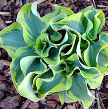 Хоста 'Мини Скет' / Hosta 'Mini Skirt'