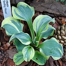 Хоста 'Смайлинг Маус' / Hosta 'Smiling Mouse'