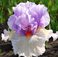 Ирис бородатый 'Белджиан Принцесс' / Iris barbatus 'Belgian Princess'