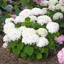 Гортензия древовидная 'Белла Рагацца Бланчетта' / Hydrangea arb. 'Bella Ragazza Blanchetta'