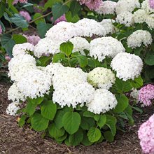 Гортензия древовидная 'БеллаРагацца Бланчетта' / Hydrangea arb. 'BellaRagazza Blanchetta'