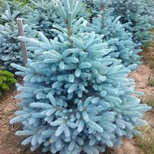 Ель колючая голубая  'Аризона Кэйбаб' / Pícea pungens Glauca 'Arizona Kaibab'