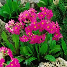 Примула розеа 'Грандифлора' / Primula rosea 'Grandiflora'