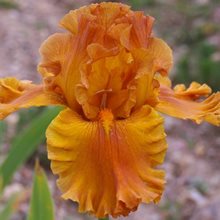 Ирис бородатый 'Голден Пантер' / Iris barbatus 'Golden Panther'