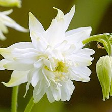 Аквилегия 'Винки Дабл Уайт' / Aquilegia 'Winky Double White'