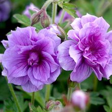 Герань гималайская 'Пленум' / Geranium himalayense 'Plenum'