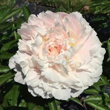 Пион 'Викториан Блаш' / Paeonia lactiflora 'Victorian Blush'