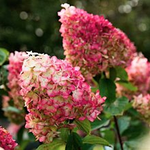 Гортензия метельчатая 'Колорфул Коктейль' / Hydrangea paniculata 'Living Colorful Cocktail'