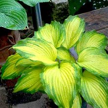 Хоста 'Амалия' / Hosta 'Amalia'