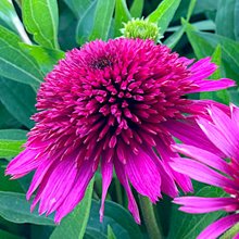 Эхинацея 'Блуберри Чизкейк' / Echinacea 'Blueberry Cheesecake'