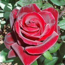 Роза Барни 'Ноттурно' / Rose 'Notturno', Barni
