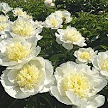 Пион 'Афродит'c  Кисс' / Paeonia lactiflora 'Aphrodite’s Kiss'