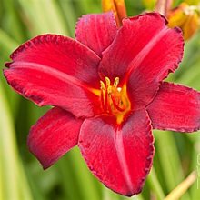 Лилейник Мэллард  / Hemerocallis 'Mallard'