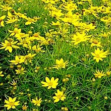 Кореопсис мутовчатый  'Твити' / Coreopsis verticillata 'Tweety'