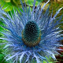 Синеголовник 'Блу Джекпот' / Eryngium  'Blue Jackpot'