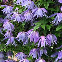 Клематис 'Мэйдуэлл Холл'   / Clematis 'Maidwell Hall'