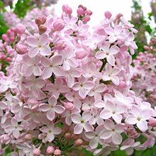 Сирень обыкновенная 'Невеста' / Syringa vulgaris 'Nevesta'