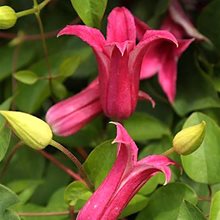 Клематис техасский 'Хэппи Диана' / Clematis texensis 'Happy Diana'