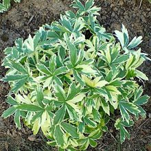 Астранция 'Саннингдэйл Вариегата' / Astrantia major 'Sunningdale Variegata'