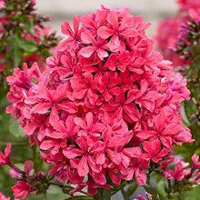 Флокс метельчатый 'Клеопатра' / Phlox  paniculata 'Cleopatra'