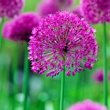 Лук  'Перпл Сенсейшн' / Allium 'Purple Sensation'